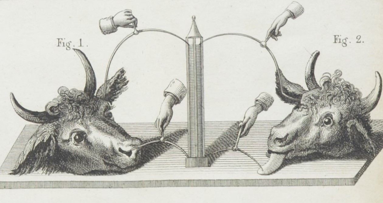 Dr Frankenstein: English Aldini ox heads