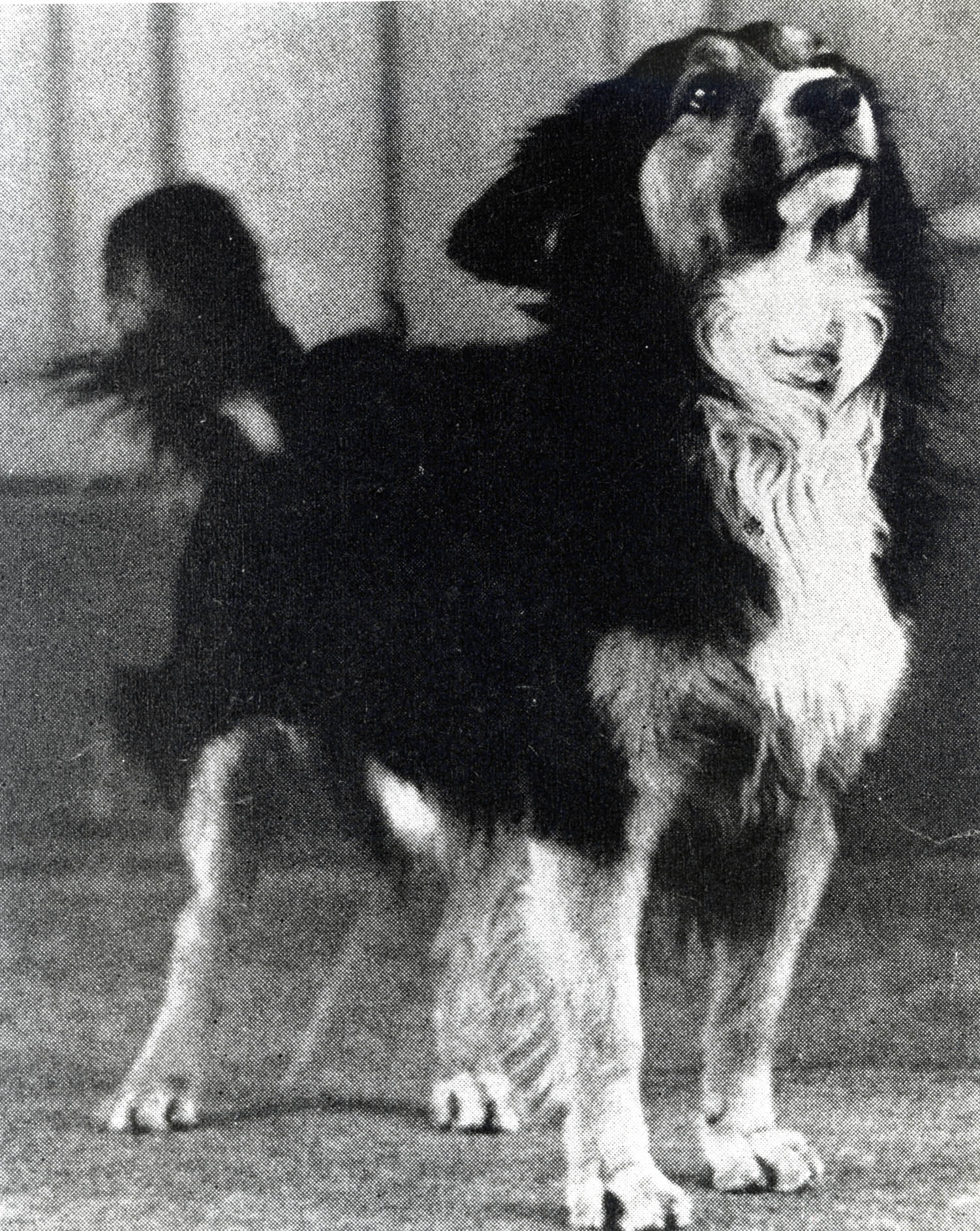 Navys Mascot: Dodo 1966