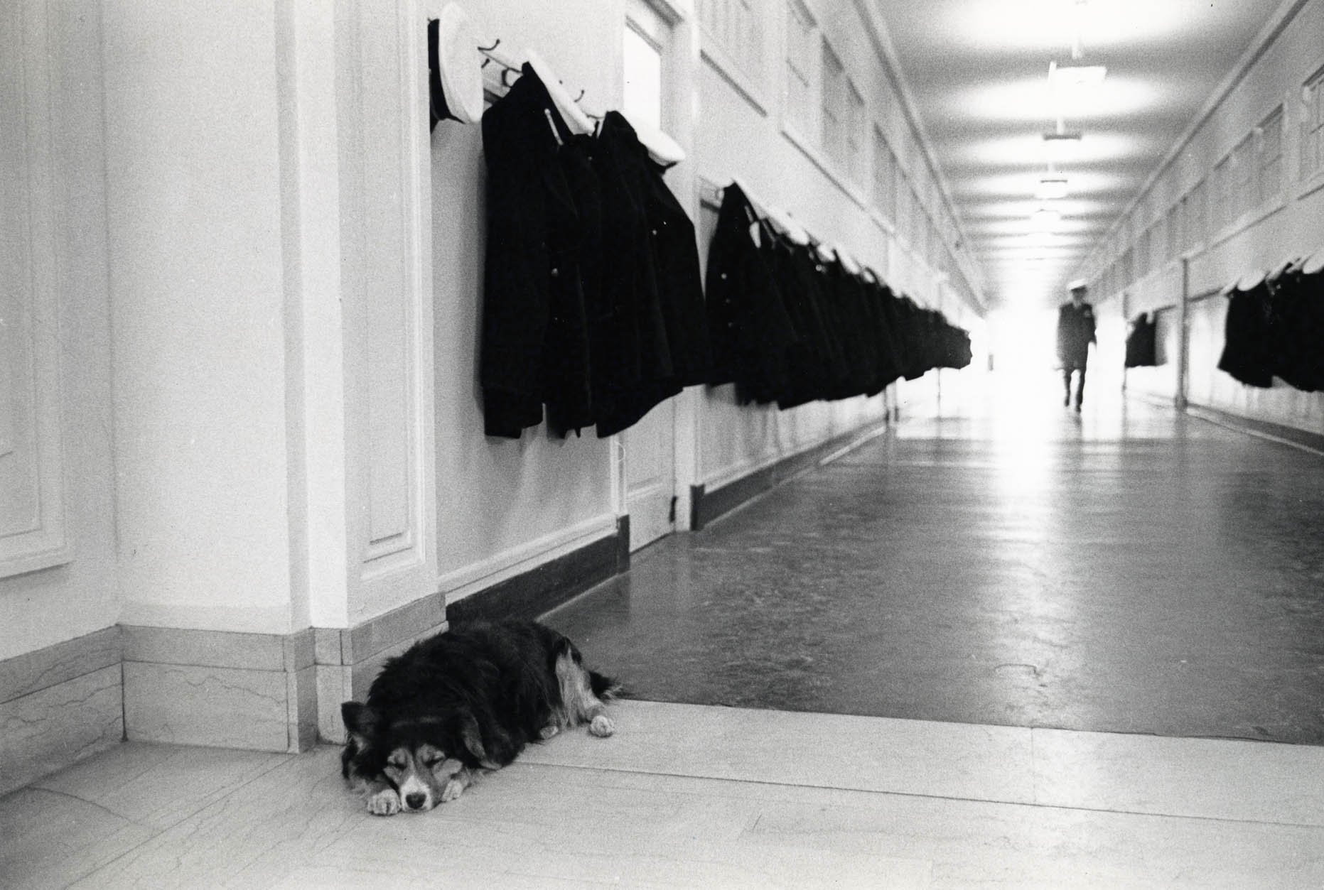 Navys Mascot: Dodo asleep
