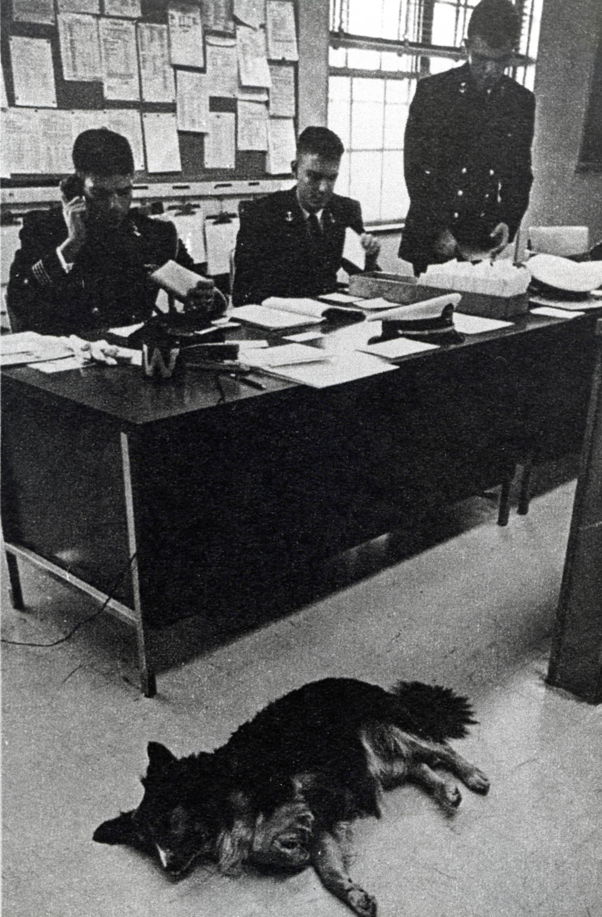 Navys Mascot: Dodo in Bancroft