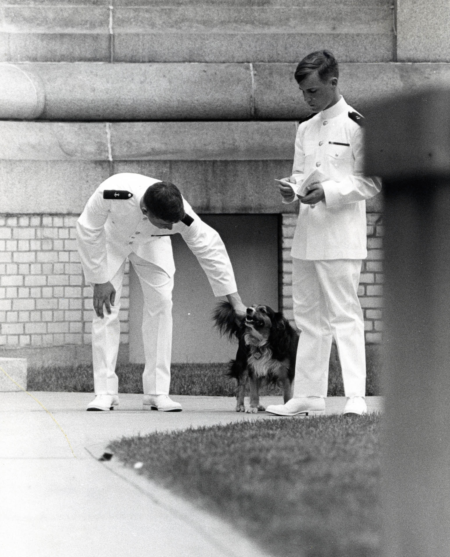 Navys Mascot: Dodo on Yard
