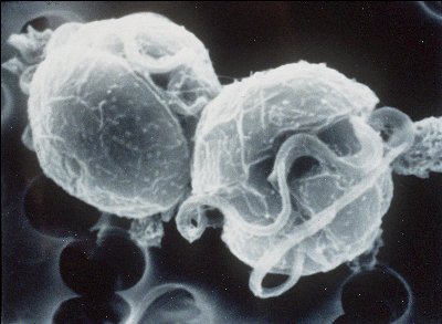 Cells
